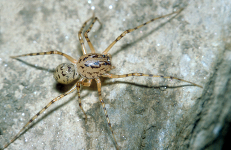 Speispinne (Scytodes thoracica) - © Christian Komposch